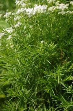 Image of narrowleaf mountainmint