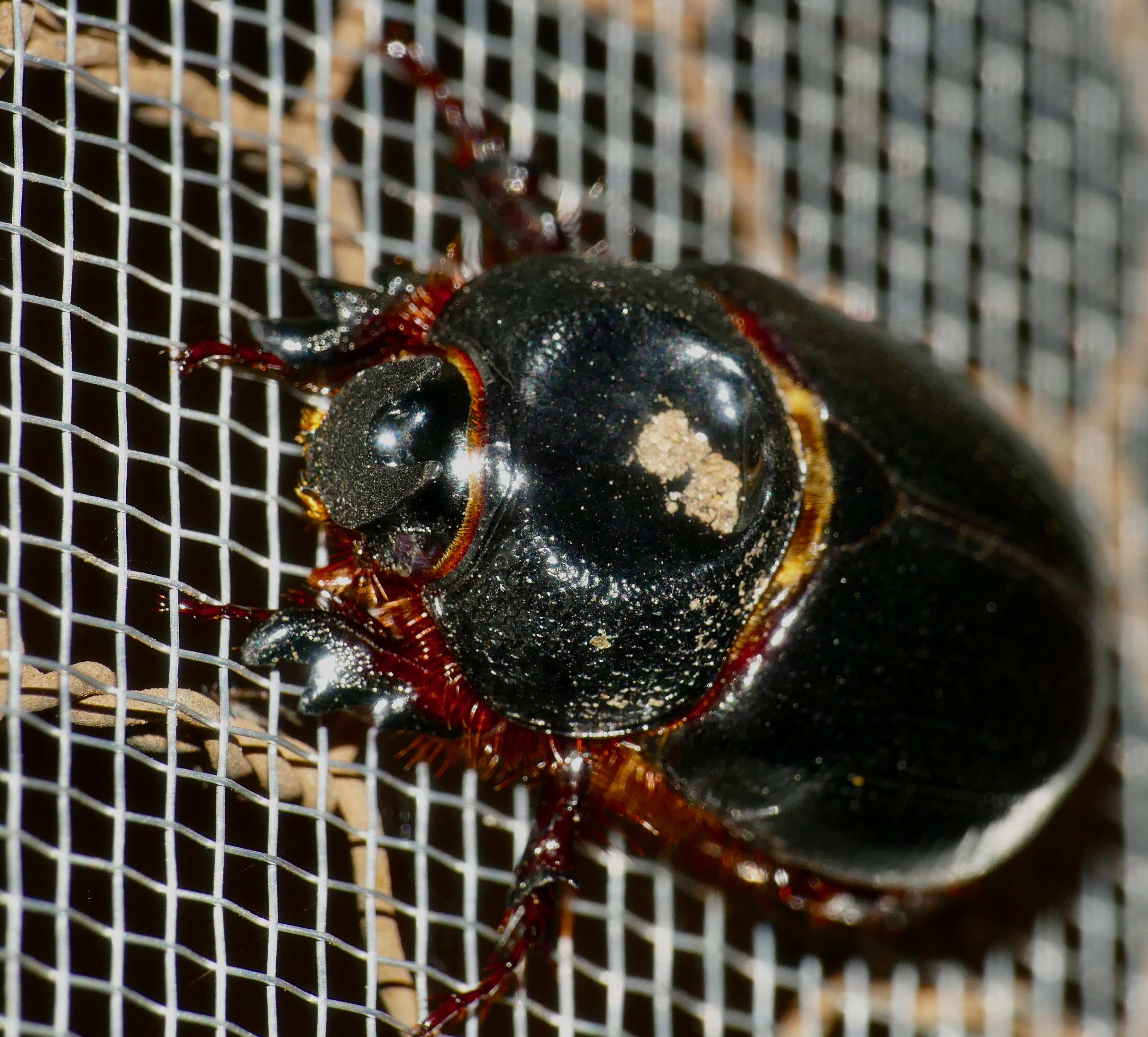 Image of Temnorhynchus (Temnorhynchus) coronatus (Fabricius 1781)