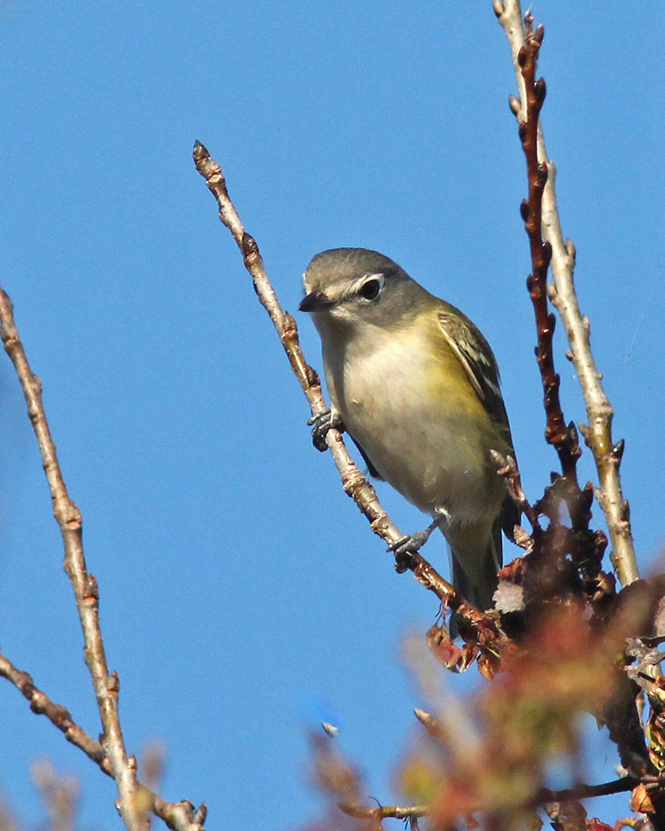 Image of Blue-headed Vireo