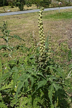 Image of Ambrosia arborescens Mill.