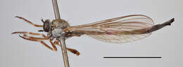 Image of Leptogaster guttiventris Zetterstedt 1842