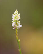 Plancia ëd Polygala setacea Michx.