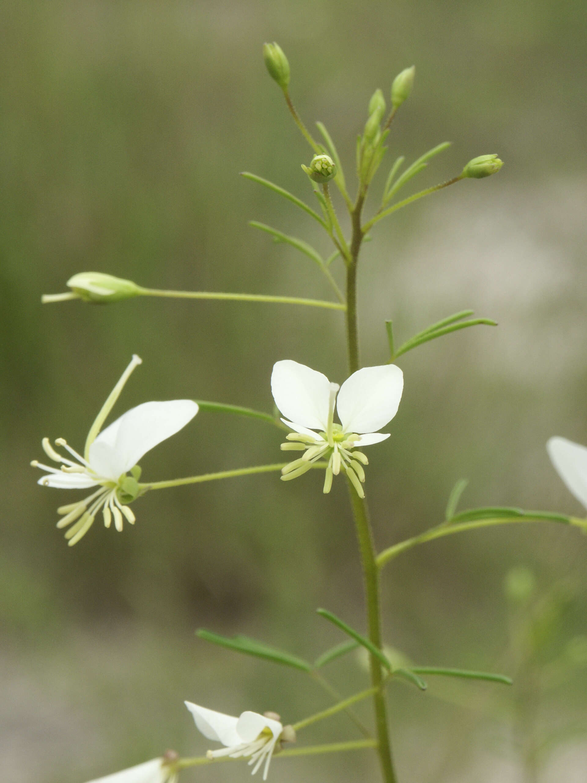 Image of slenderleaf clammyweed