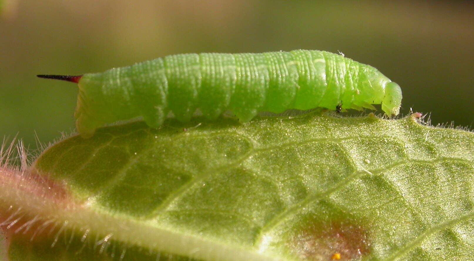 Image of elephant hawk-moth