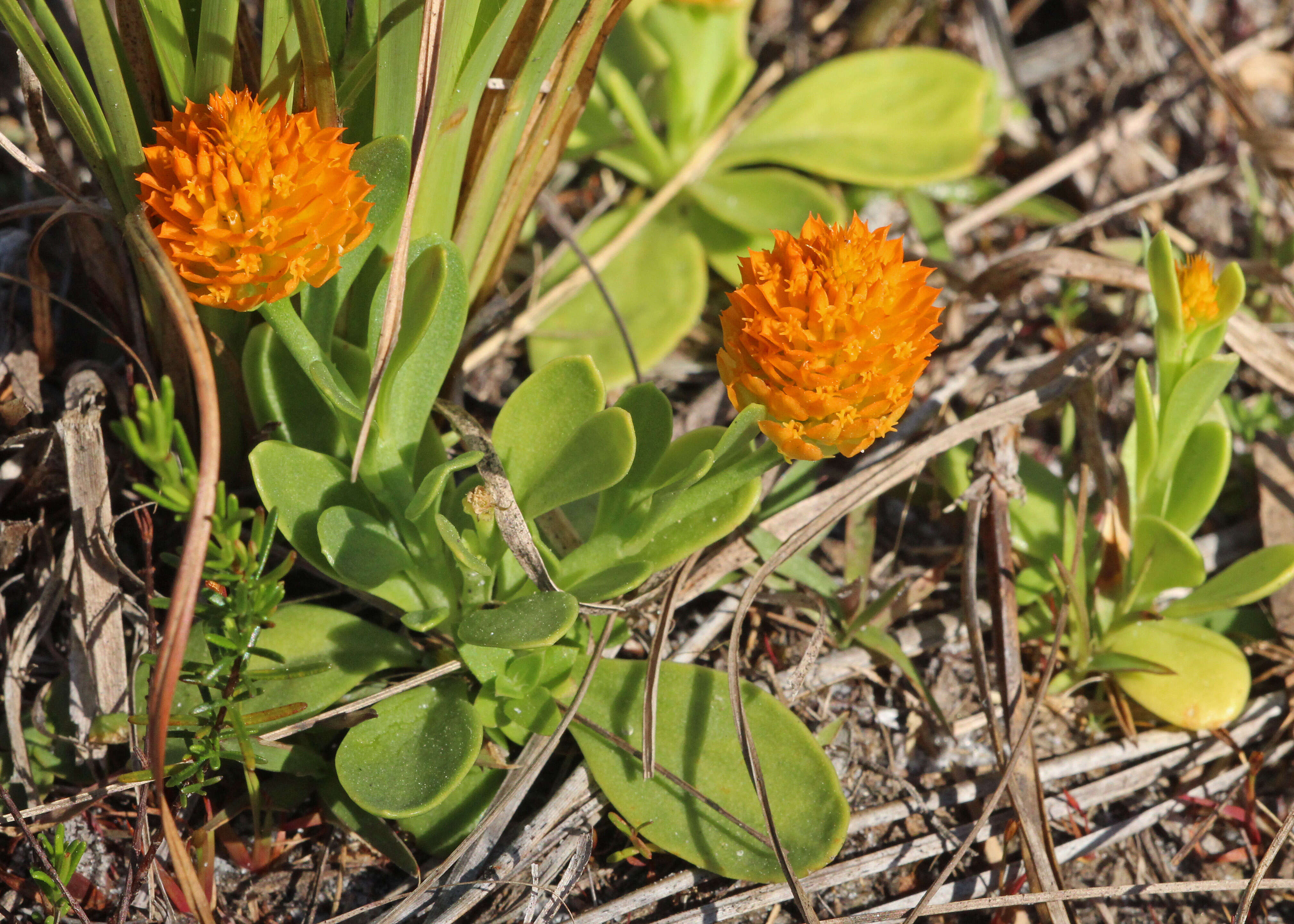 Sivun Polygala lutea L. kuva