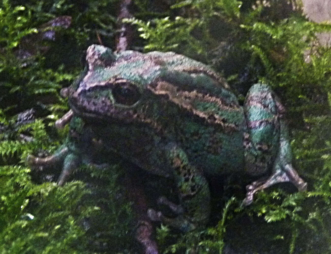 صورة Gastrotheca cuencana Carvajal-Endara, Coloma, Morales-Mite, Guayasamin, Székely & Duellman 2019