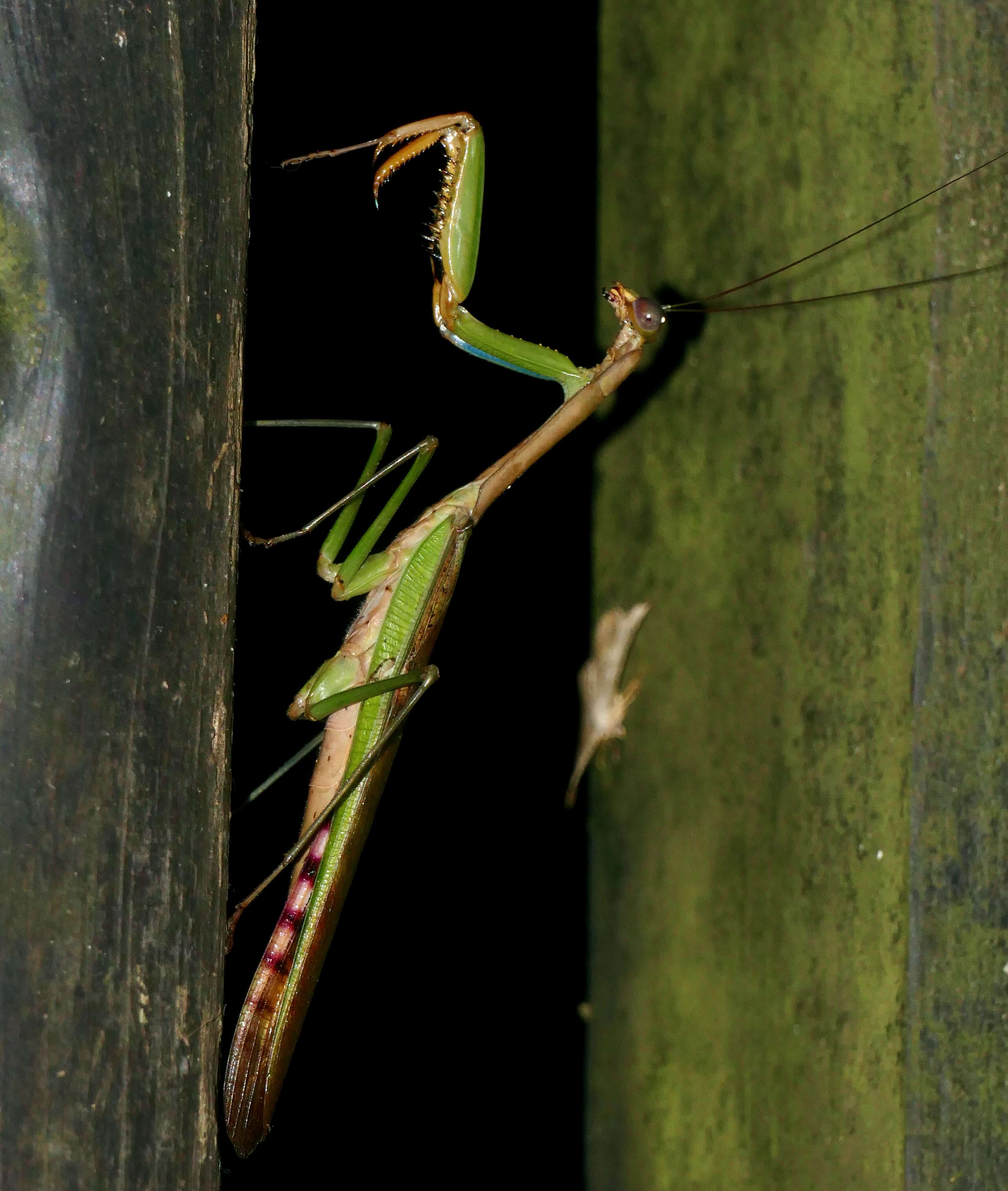 Image of Polyspilota aeruginosa (Goeze 1778)