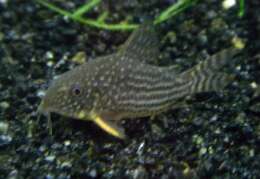 Image of Corydoras sterbai Knaack 1962