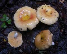 Image of Russula risigallina (Batsch) Sacc. 1915