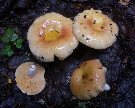 Image of Russula risigallina (Batsch) Sacc. 1915