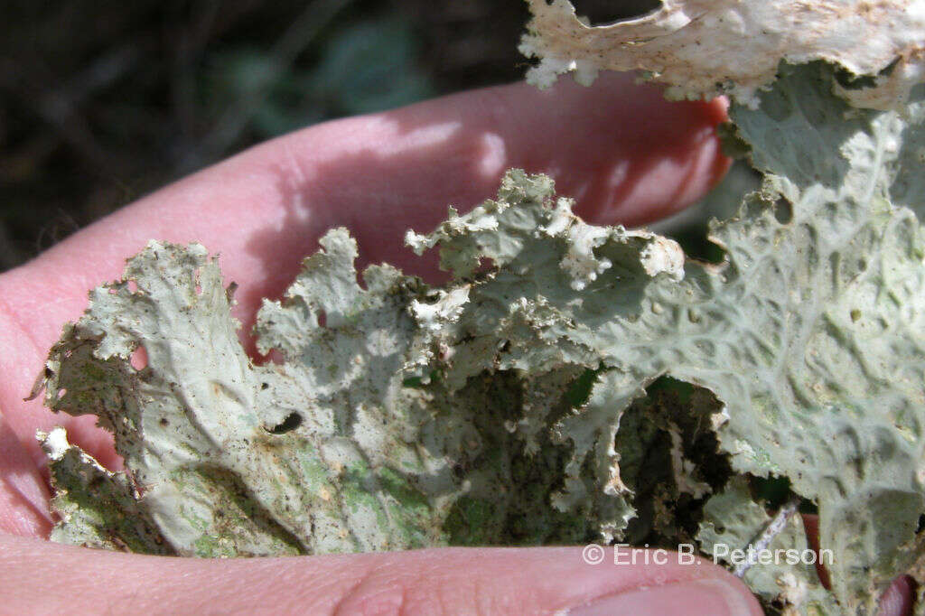 Image of Oregon lung lichen