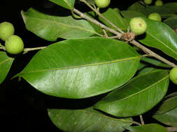 Image of Ficus pertusa L. fil.