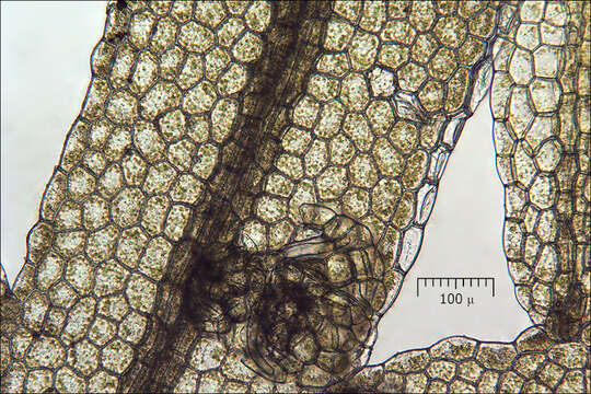 Image of Metzgeria furcata (L.) Corda