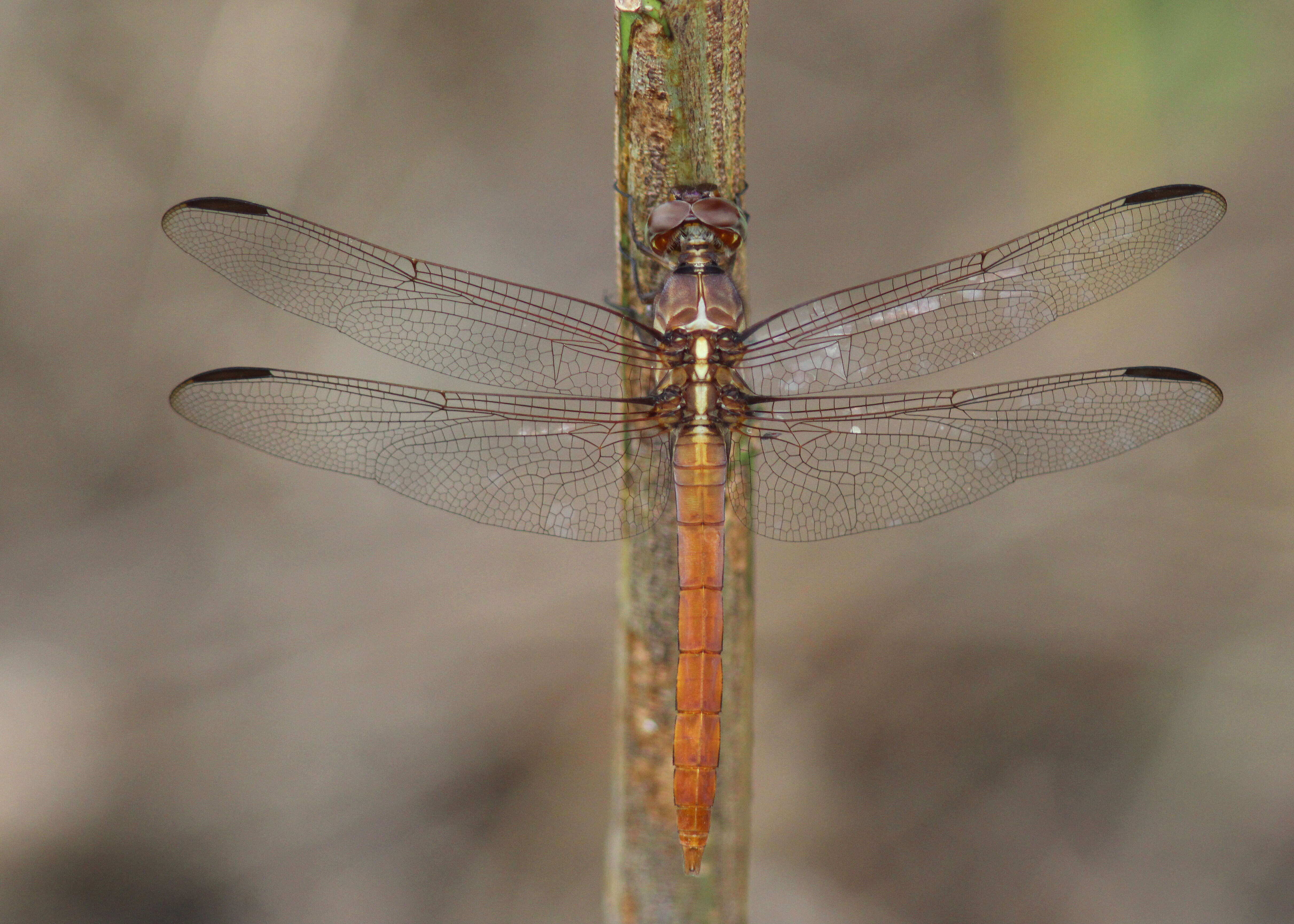 Image of Roseate Skimmer