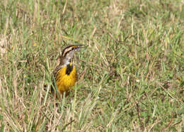 Sturnella magna (Linnaeus 1758) resmi