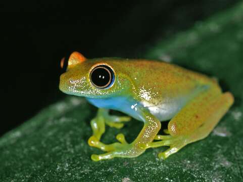 Image of Green Bright-eyed Frog