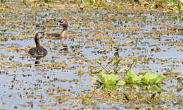 Image of Pied-billed Grebe