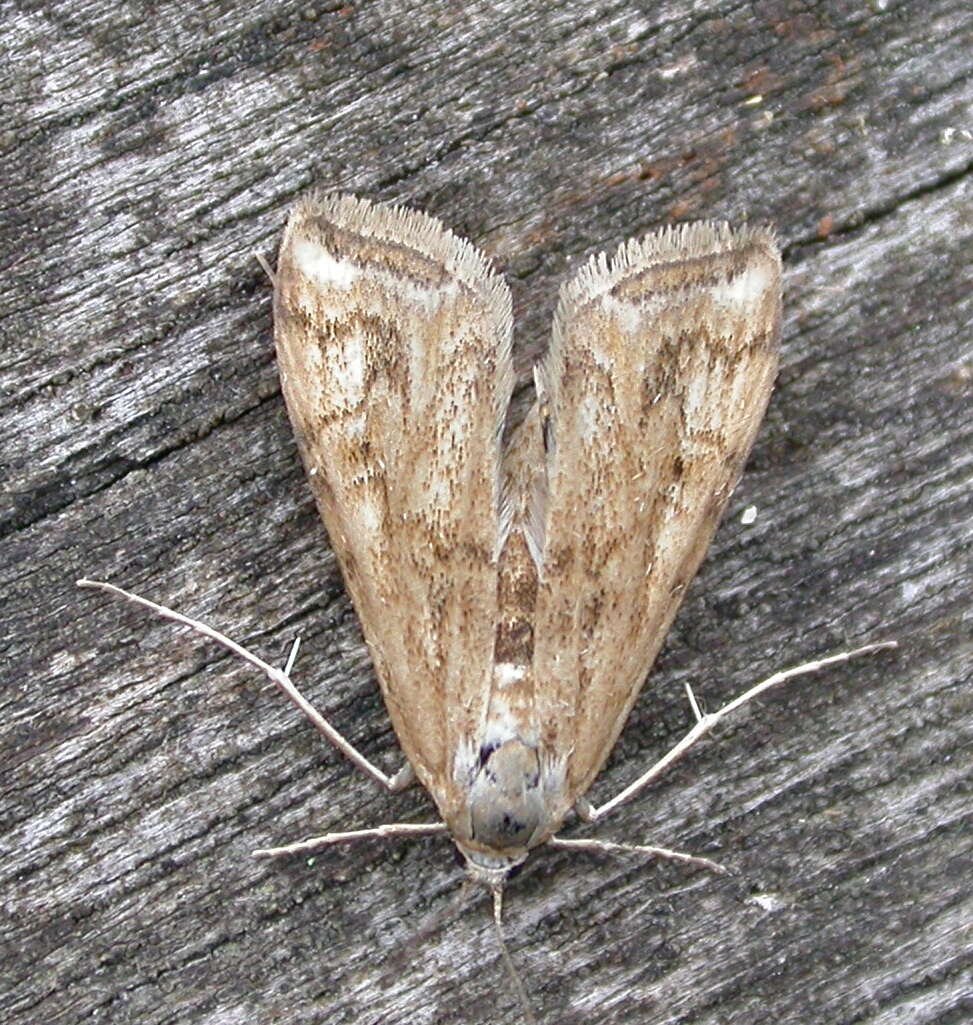 Image of Cataclysta lemnata Linnaeus 1758