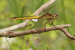 Image of Needham's Skimmer