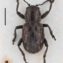 Image of Pachnephorus metallicus