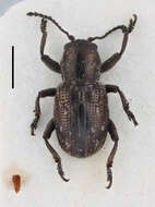 Pachnephorus metallicus resmi