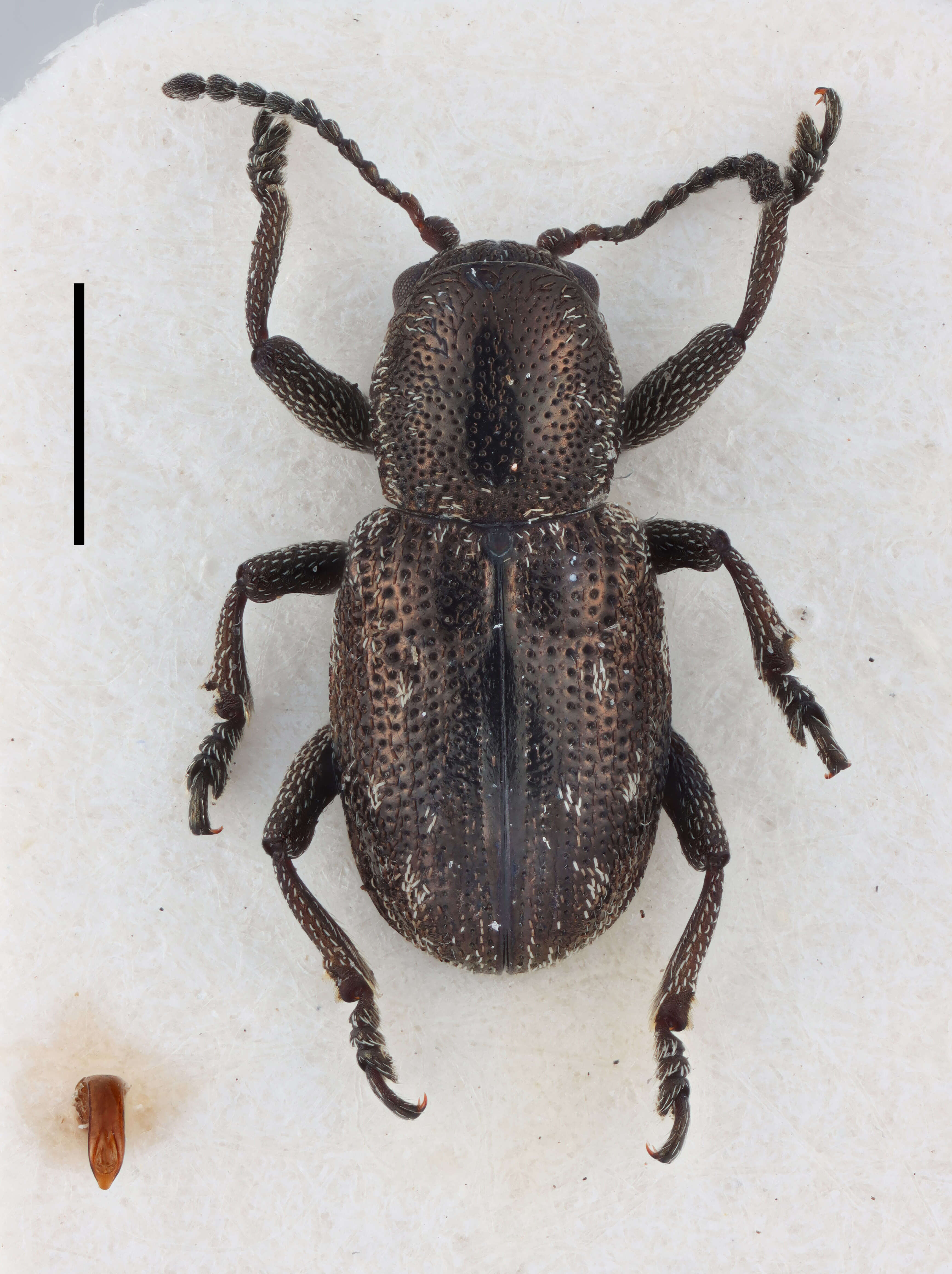 Image de Pachnephorus metallicus