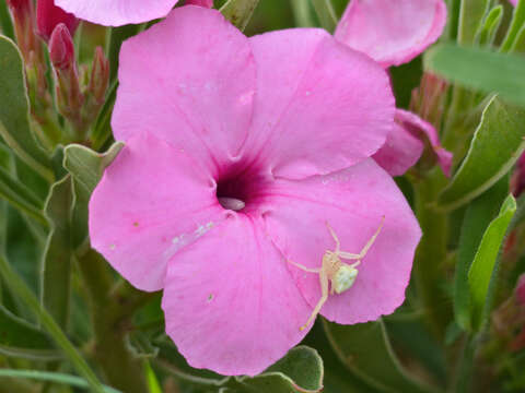 Image of Summer impala lily