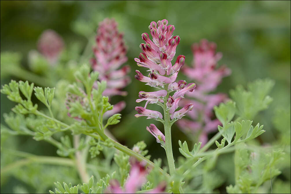 Image of Common Fumitory