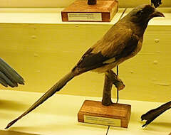 Image of Grey Treepie