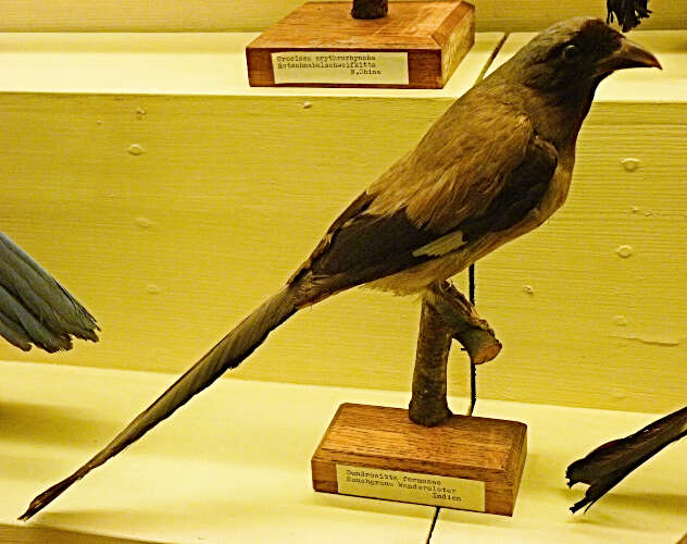 Image of Grey Treepie