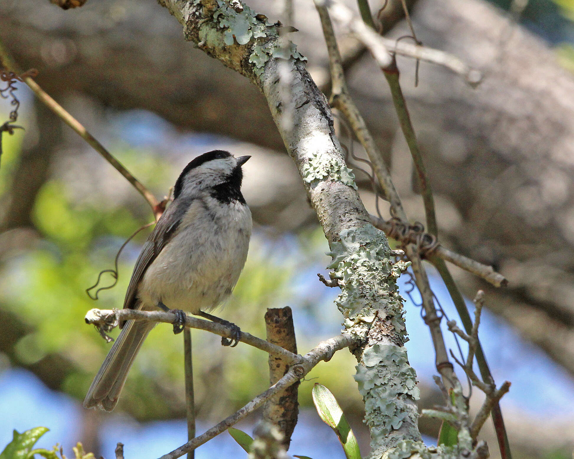 Image of Carolina Chickadee