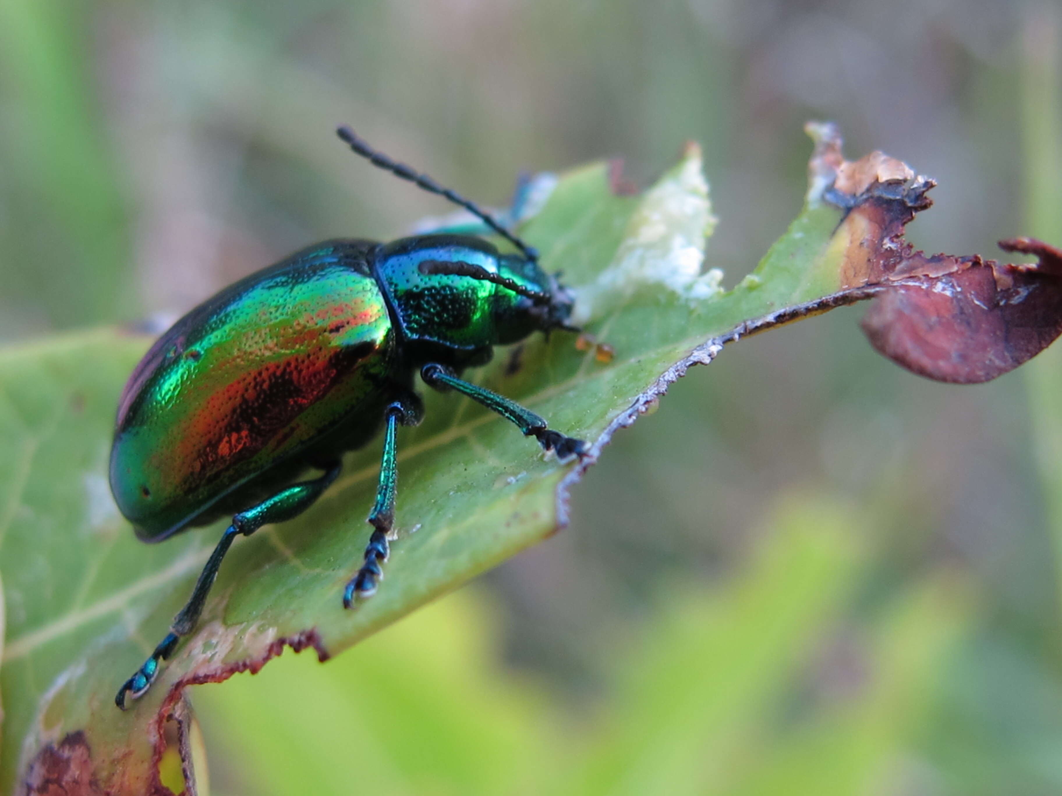 Image of Dogbane Beetle