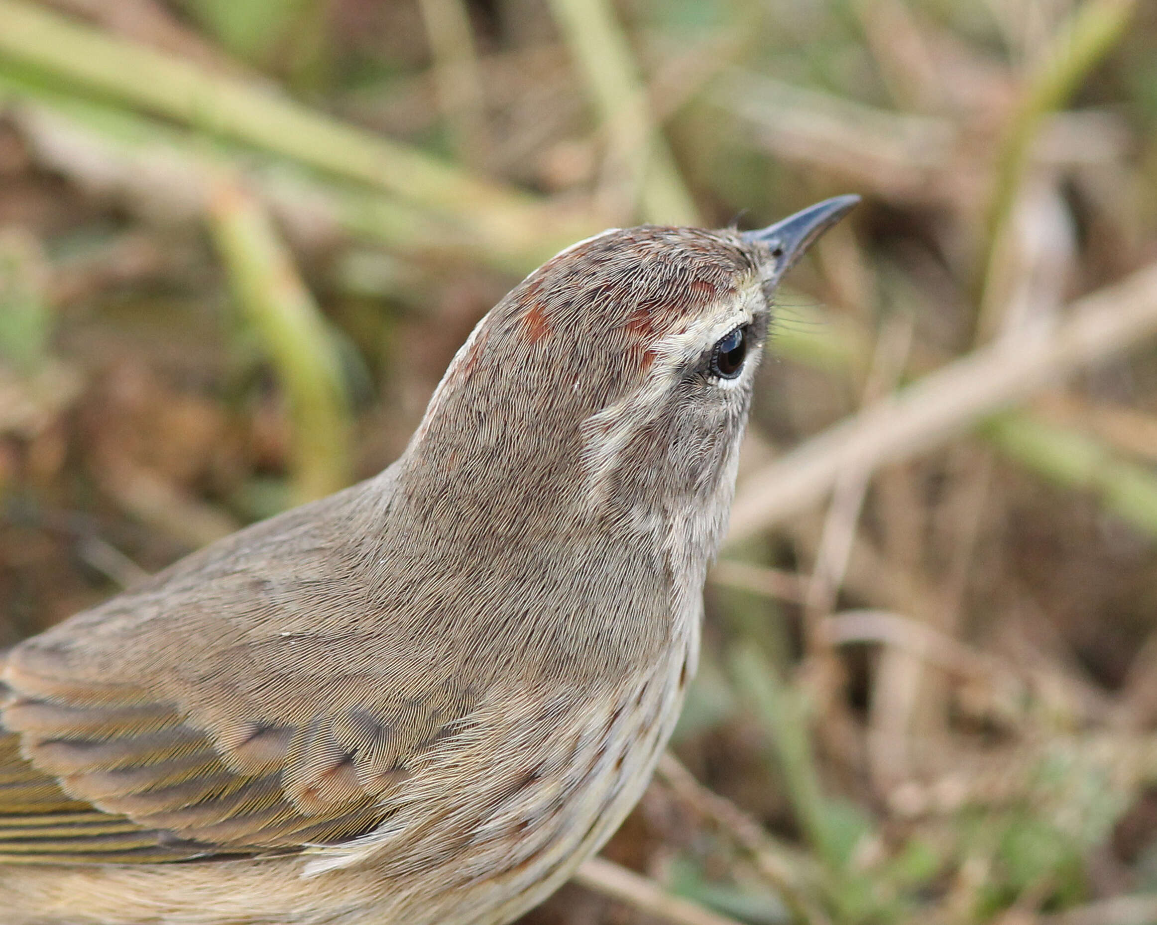 Image de Paruline à couronne rousse