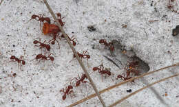 Image of Florida Harvester Ant