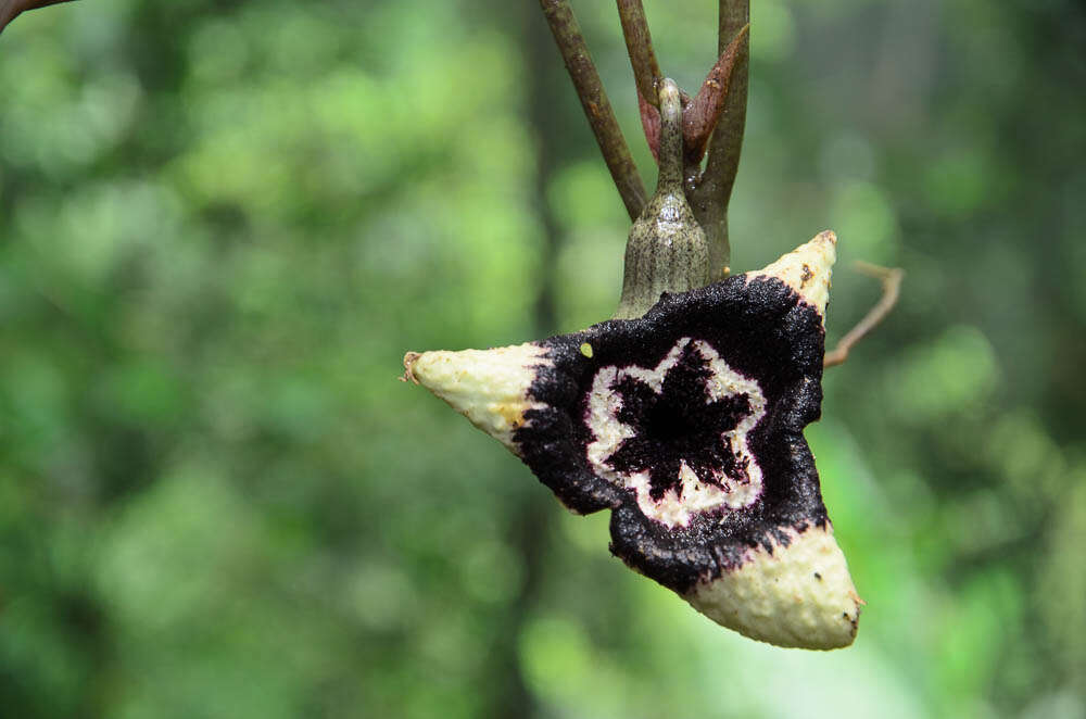 Image of Asarum glabrum Merr.