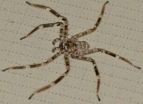 Image of wall crab spiders