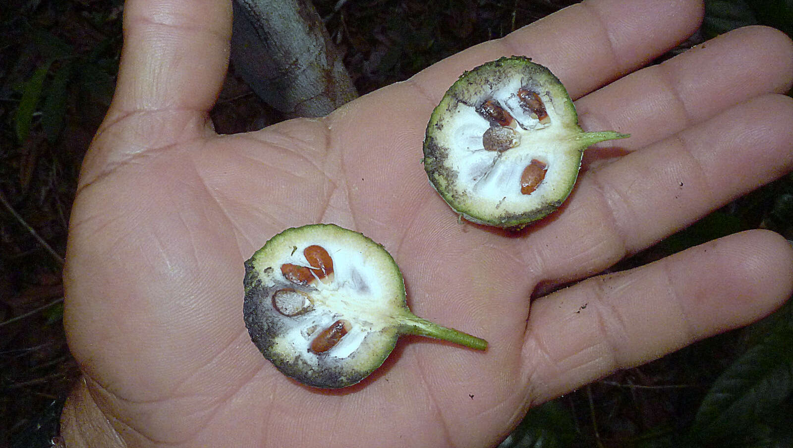 صورة Annona bahiensis (Maas & Westra) H. Rainer