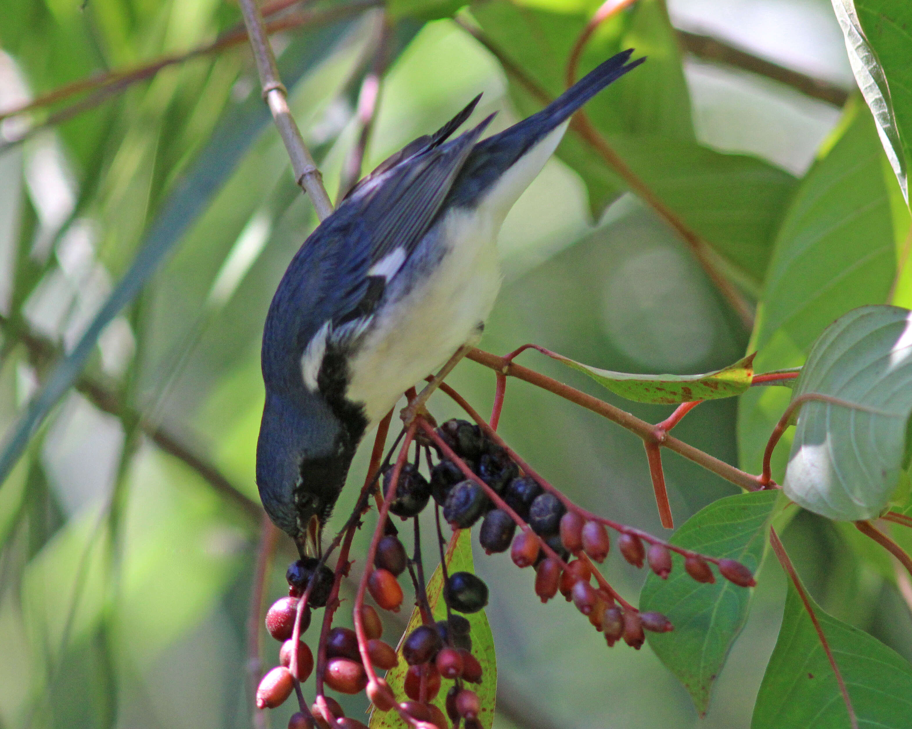 Image of Black-throated Blue Warbler