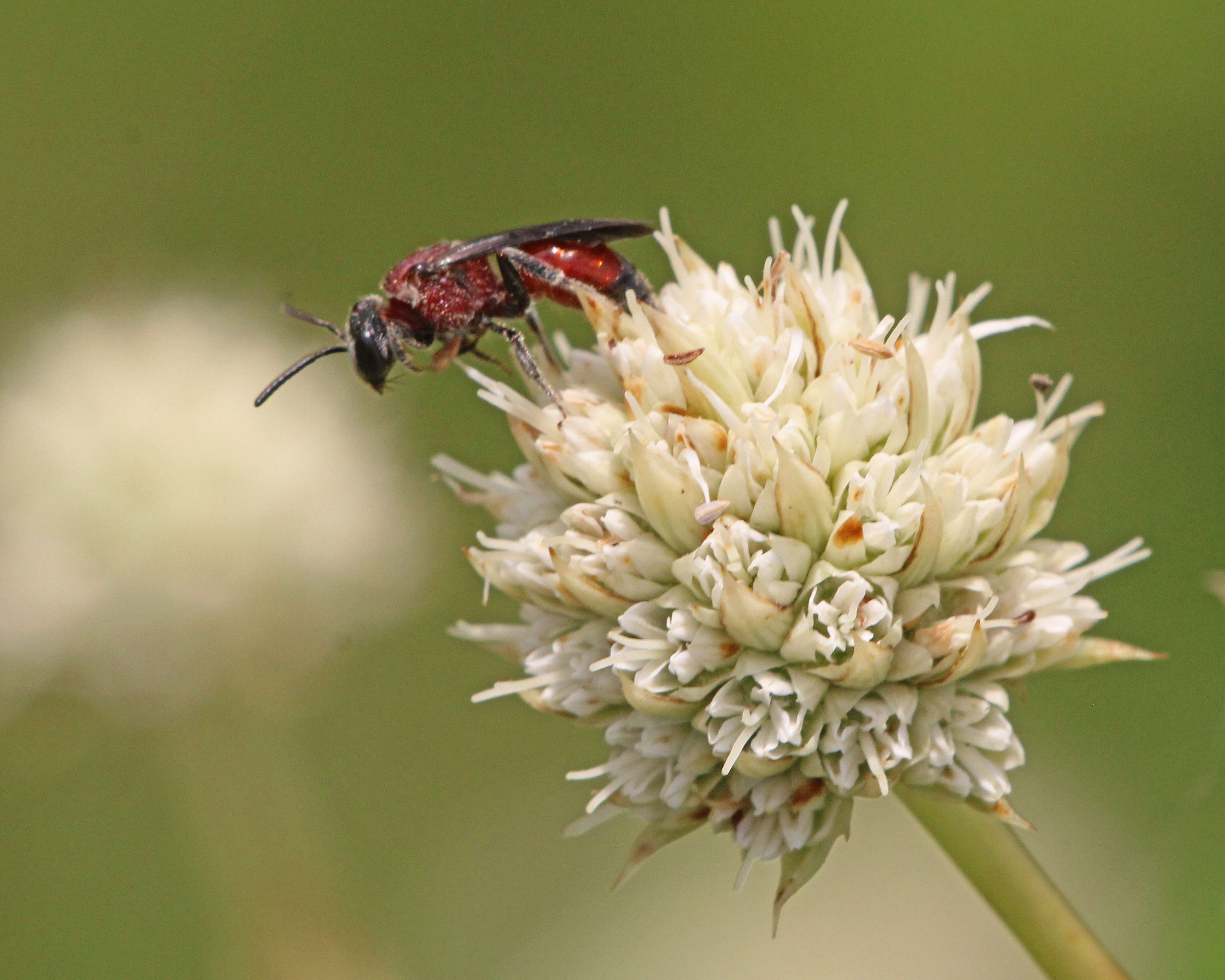 Sphecodes heraclei Robertson 1897的圖片