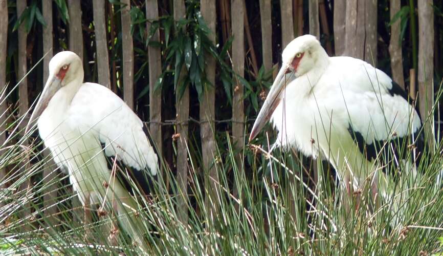 Image of Maguari Stork