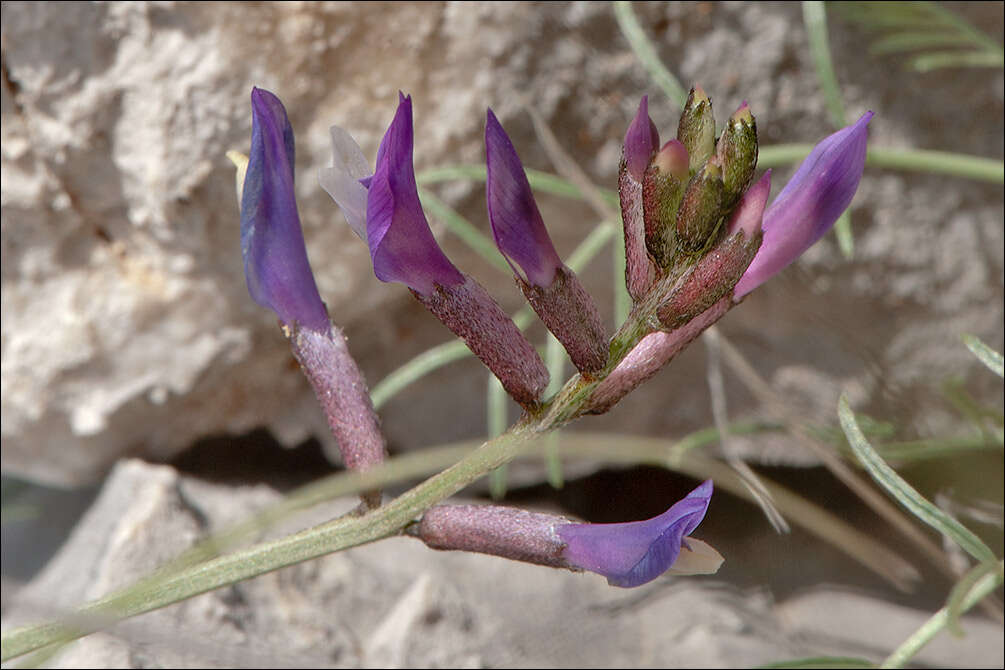 Sivun Astragalus muelleri Steudel & Hochst. kuva