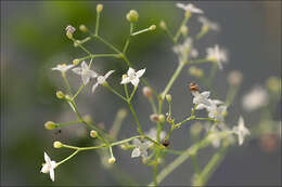 Plancia ëd Galium sylvaticum L.