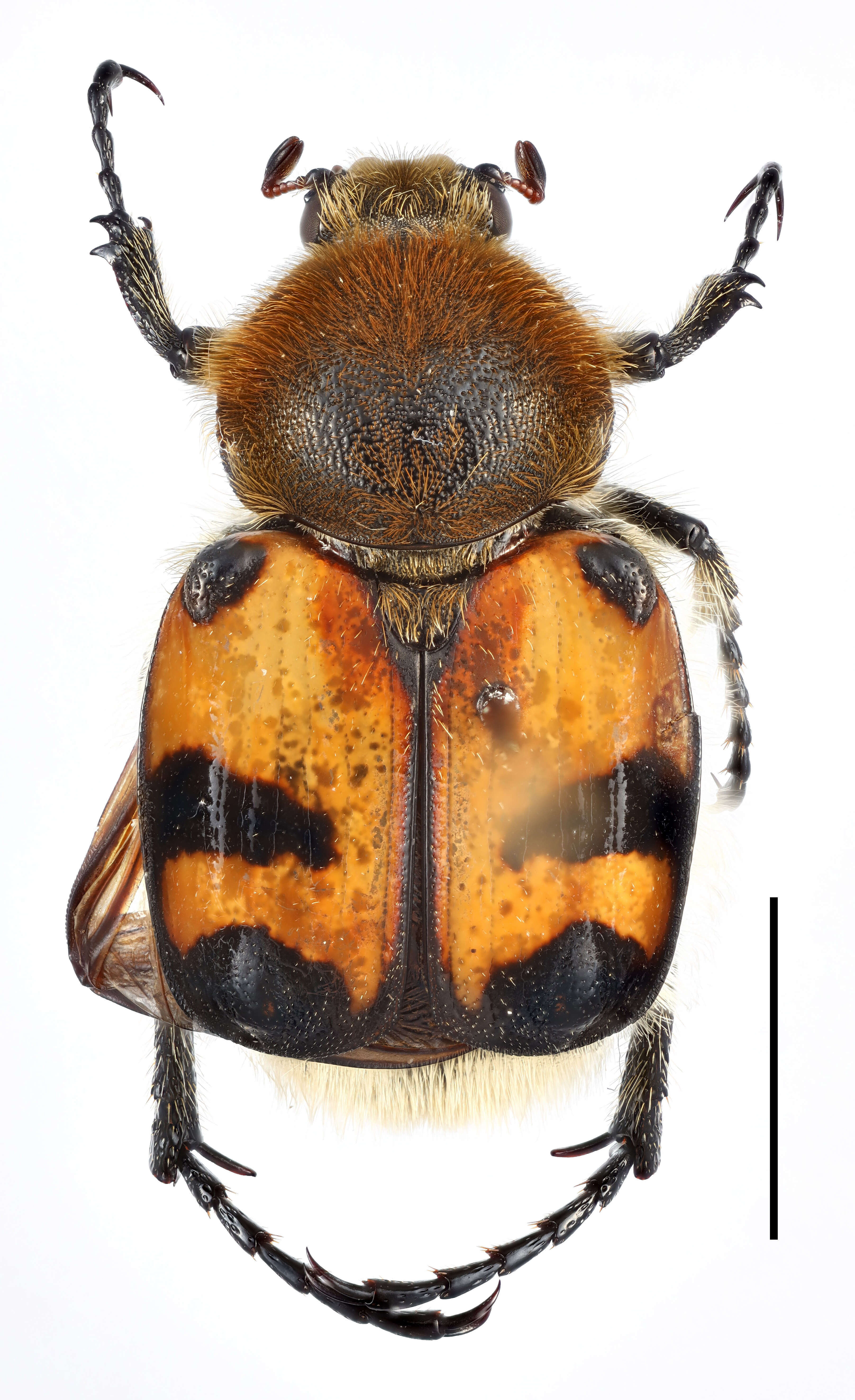 Image of Bee beetle