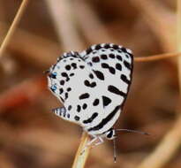 Image of Common Pierrot