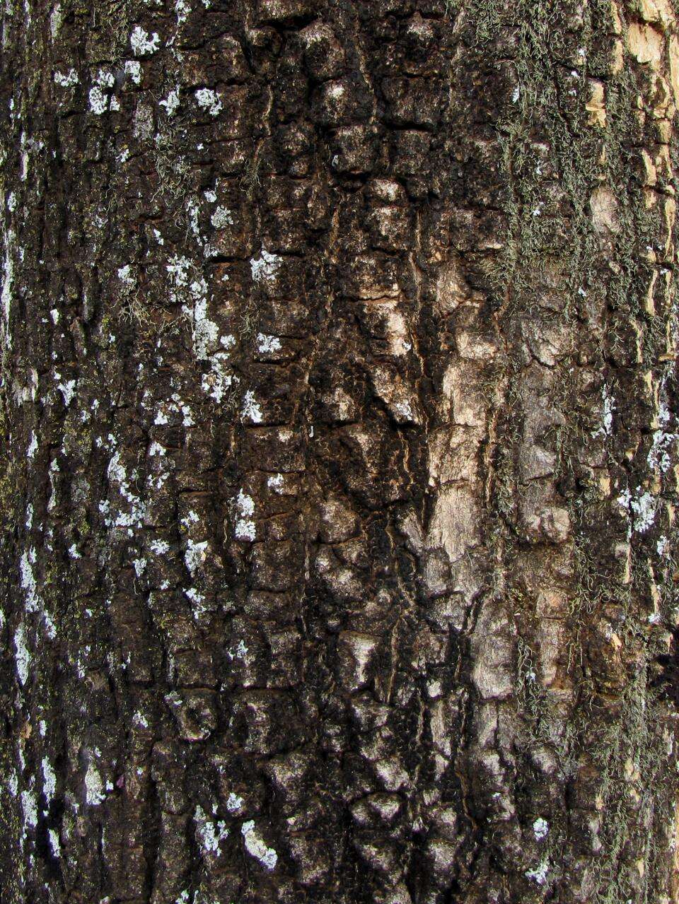 Image of Caribbean trumpet tree