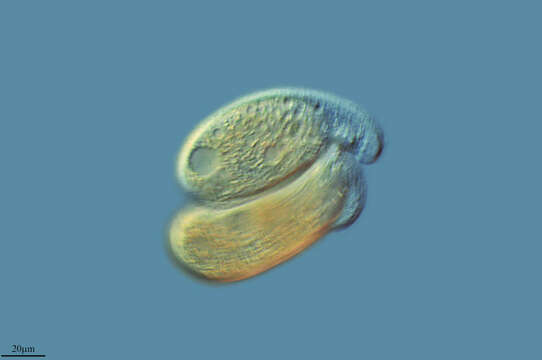 Image of Chilodonella cucullulus (Mull.)