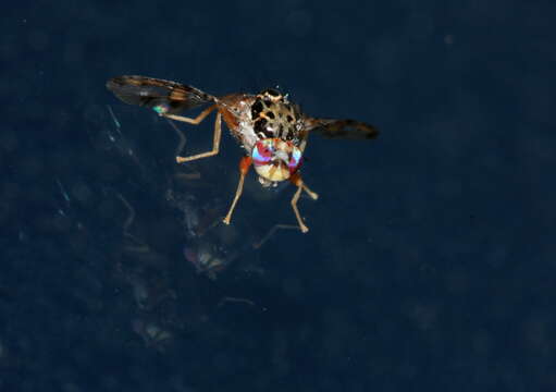 Image of Mediterranean fruit fly