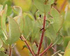 Image of flyweed