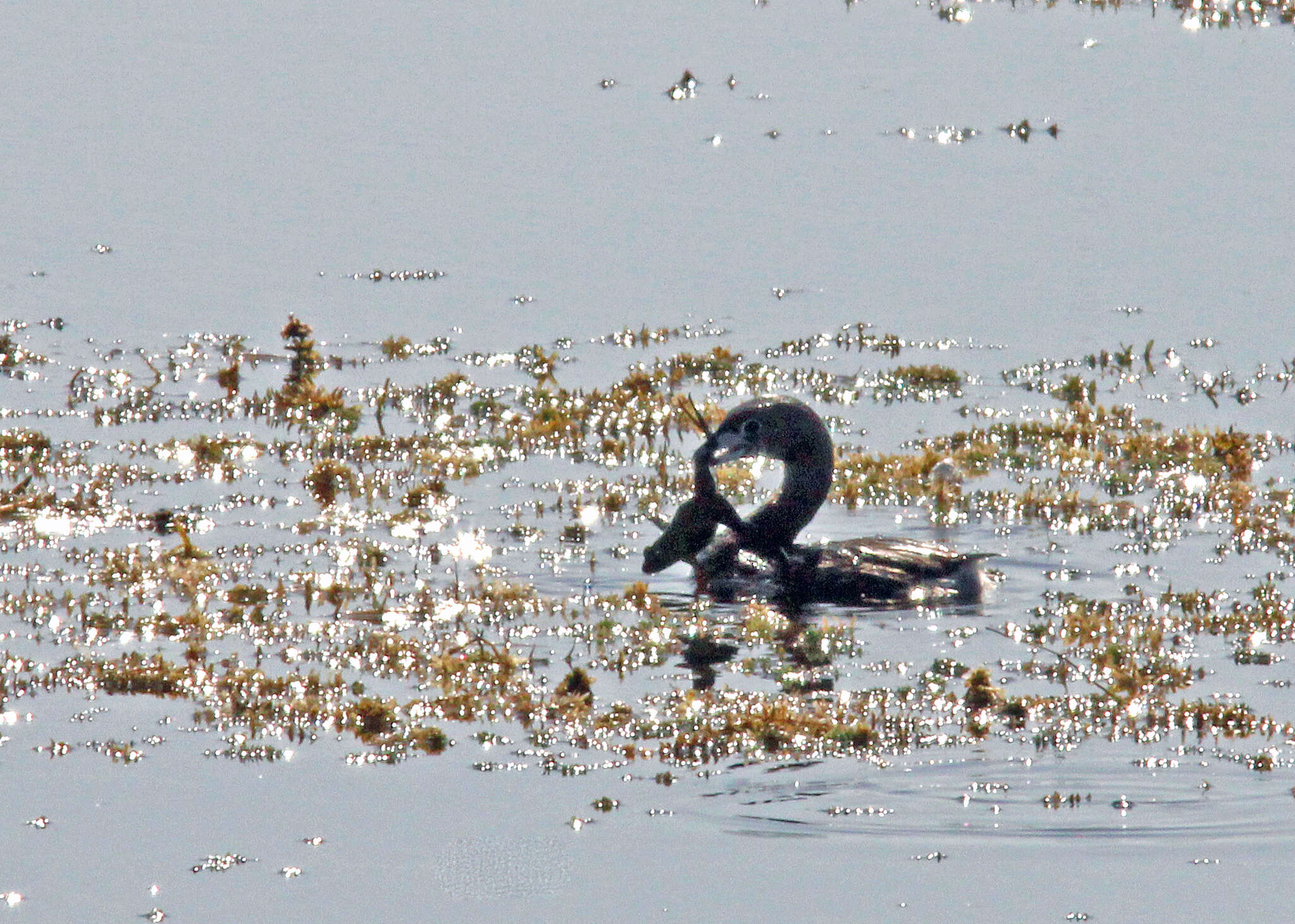 Image of Pied-billed Grebe