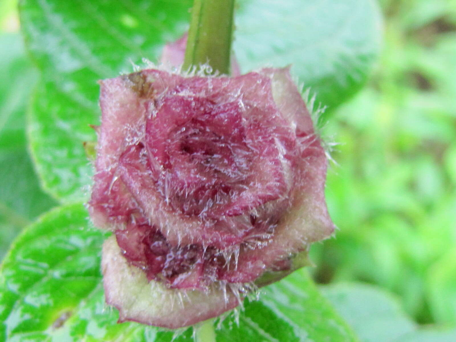 Neuracanthus sphaerostachyus (Nees) Dalz. resmi